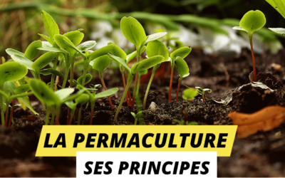 Comment mieux comprendre les principes de la permaculture ?